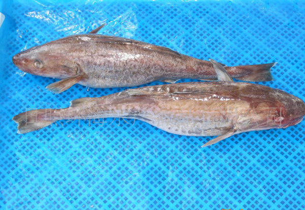 尼日利亞魚類養(yǎng)殖_非洲物流_上海旭洲 尼日利亞魚類養(yǎng)殖_非洲物流_上海旭洲