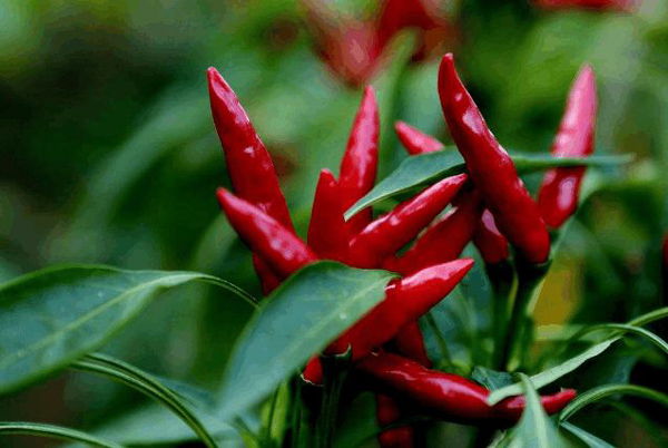 非洲香料市場分析_非洲物流_上海旭洲