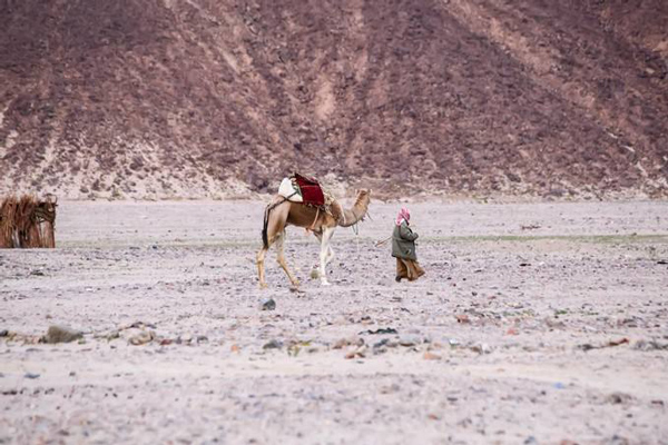 埃及進口毛毯價格均上漲_非洲物流_上海旭洲