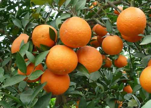 埃及否認農(nóng)產(chǎn)品出口下降消息_非洲物流_上海旭洲